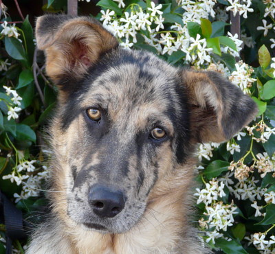 Blue merle australian german clearance shepherd